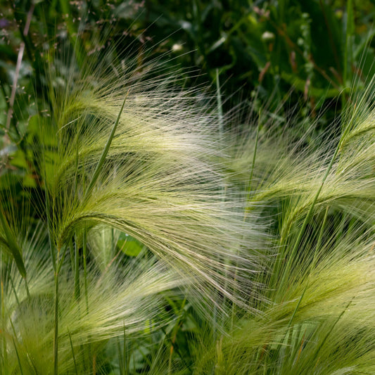 100Pcs Foxtail Barley Ornamental Grass Seeds