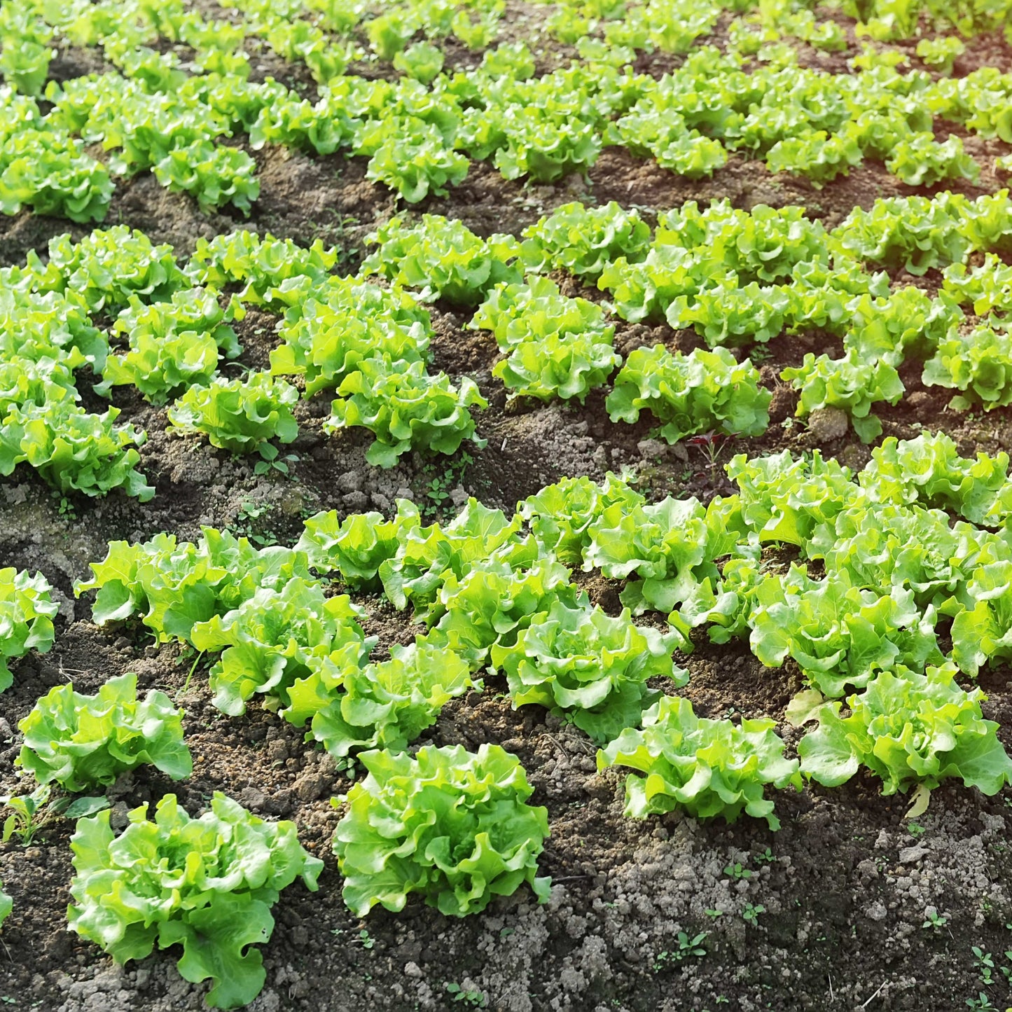 100Pcs Organic Lettuce Seeds