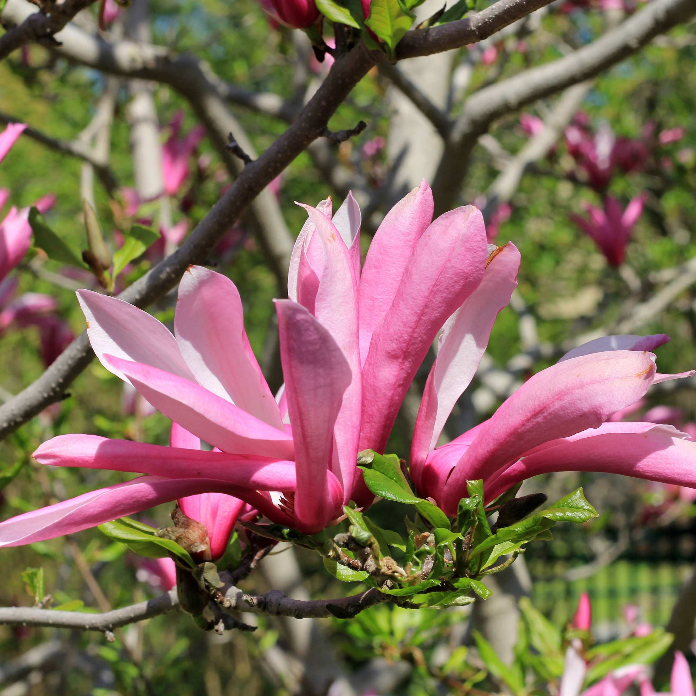 100Pcs Magnolia Flower Seeds Pack