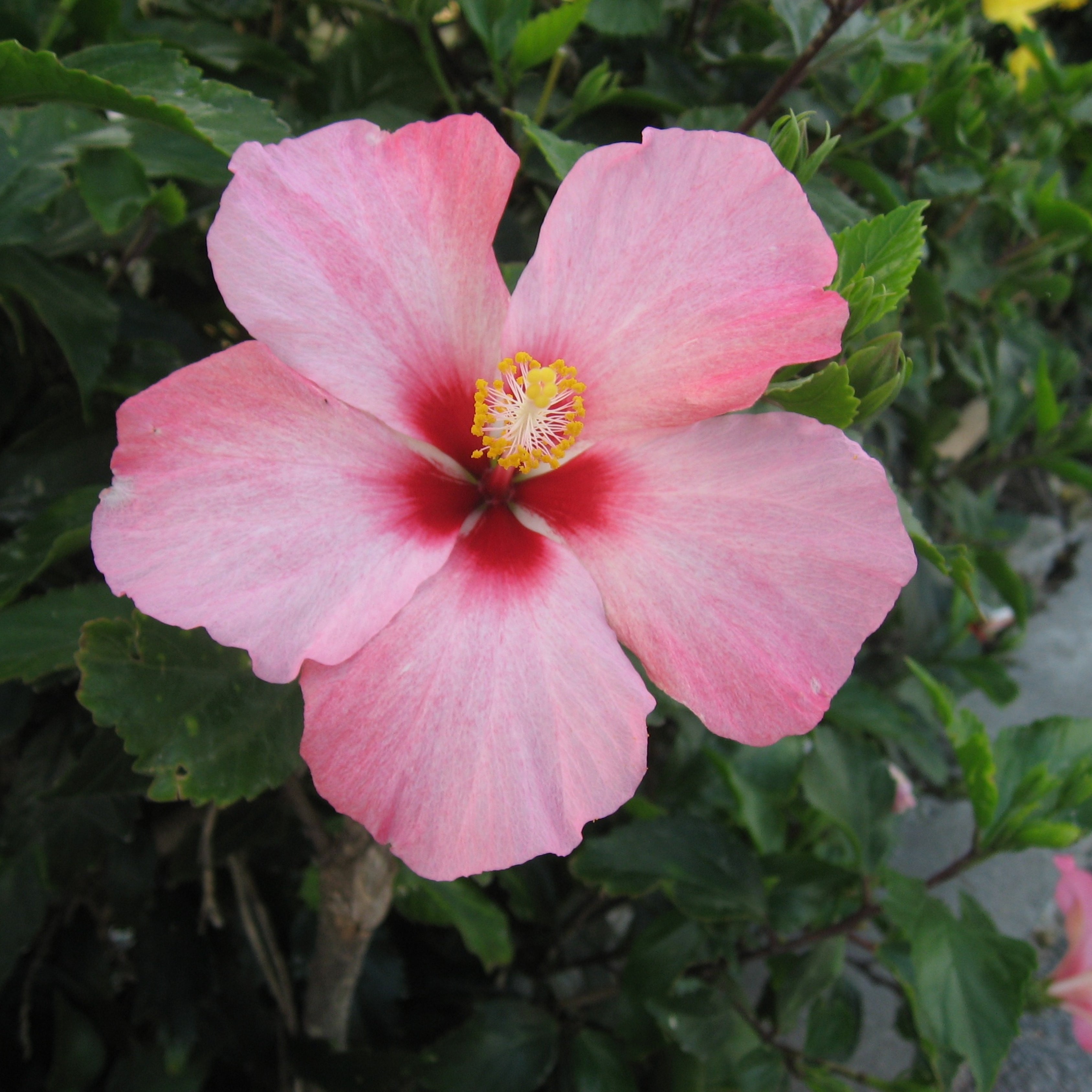 200Pcs Multi Colored Hibiscus Seeds