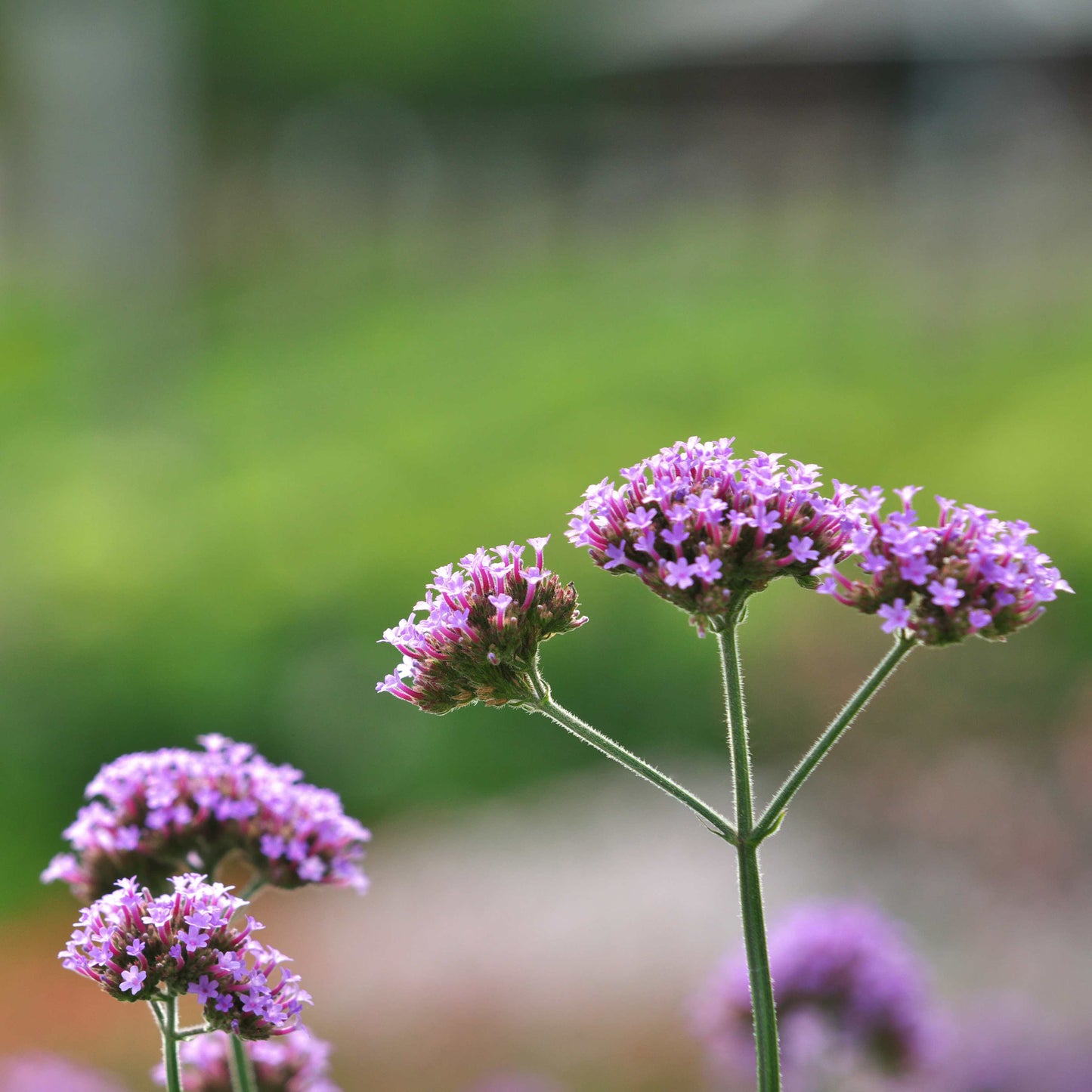 100Pcs Purpletop Vervain Flower Seeds