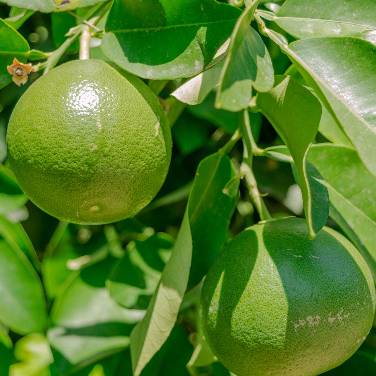 10Pcs Organic Kaffir Lime Seeds