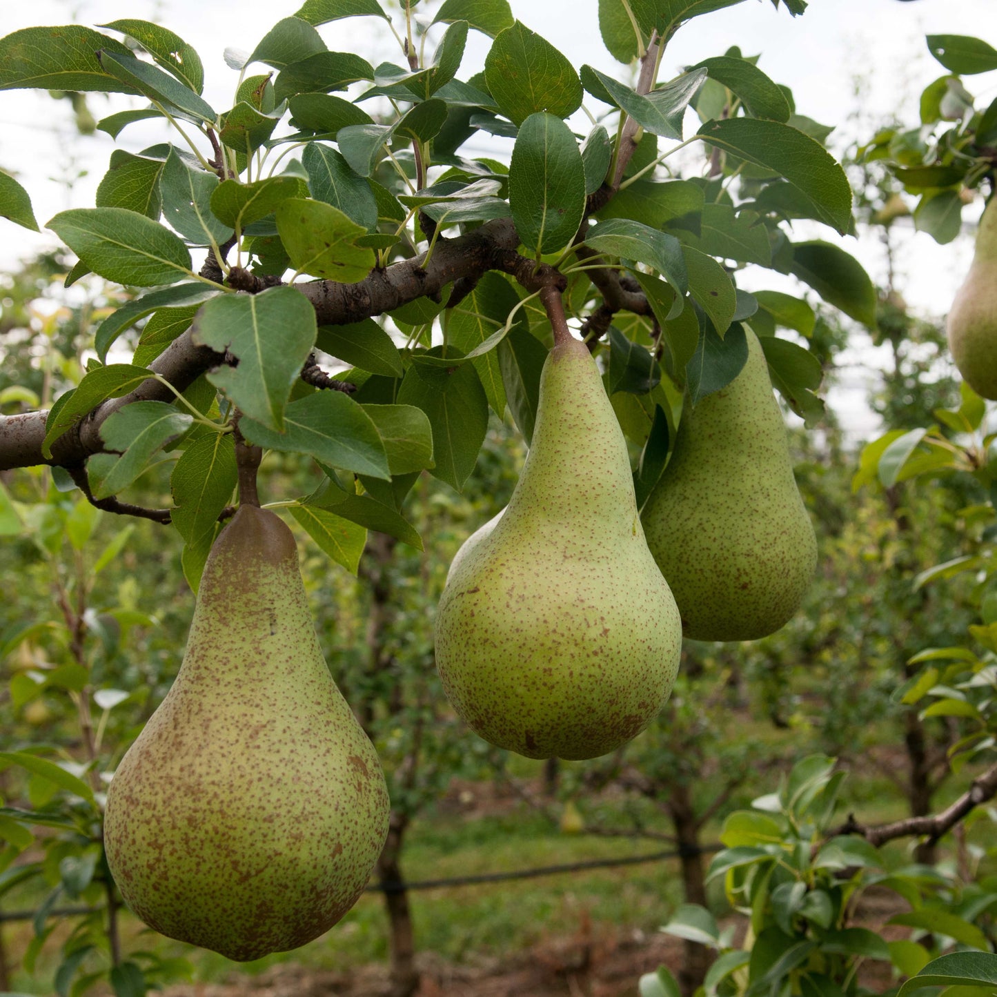 30Pcs Bottle Gourd Calabash Seeds