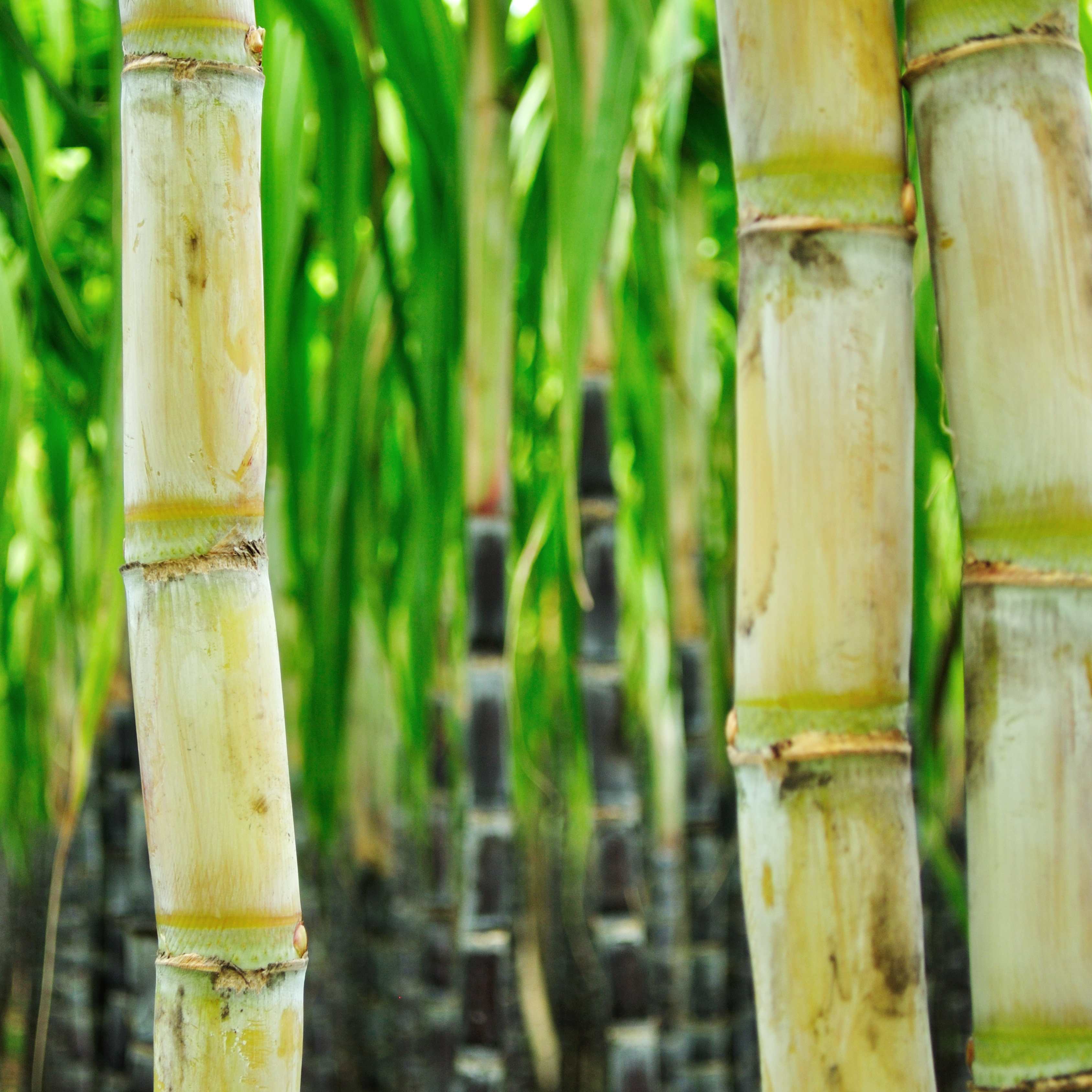 100Pcs Sugarcane (Saccharum officinarum) Seeds