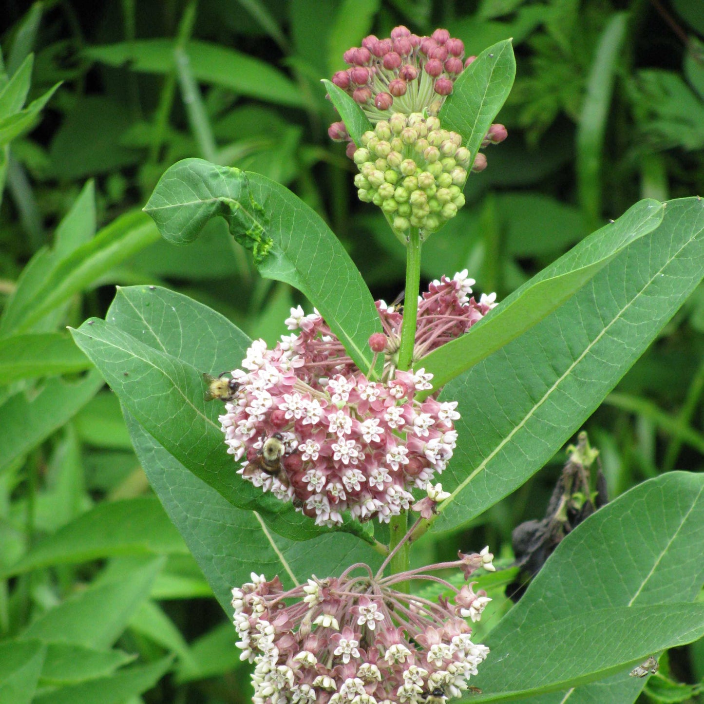 50Pcs Milkweed Flower Seeds