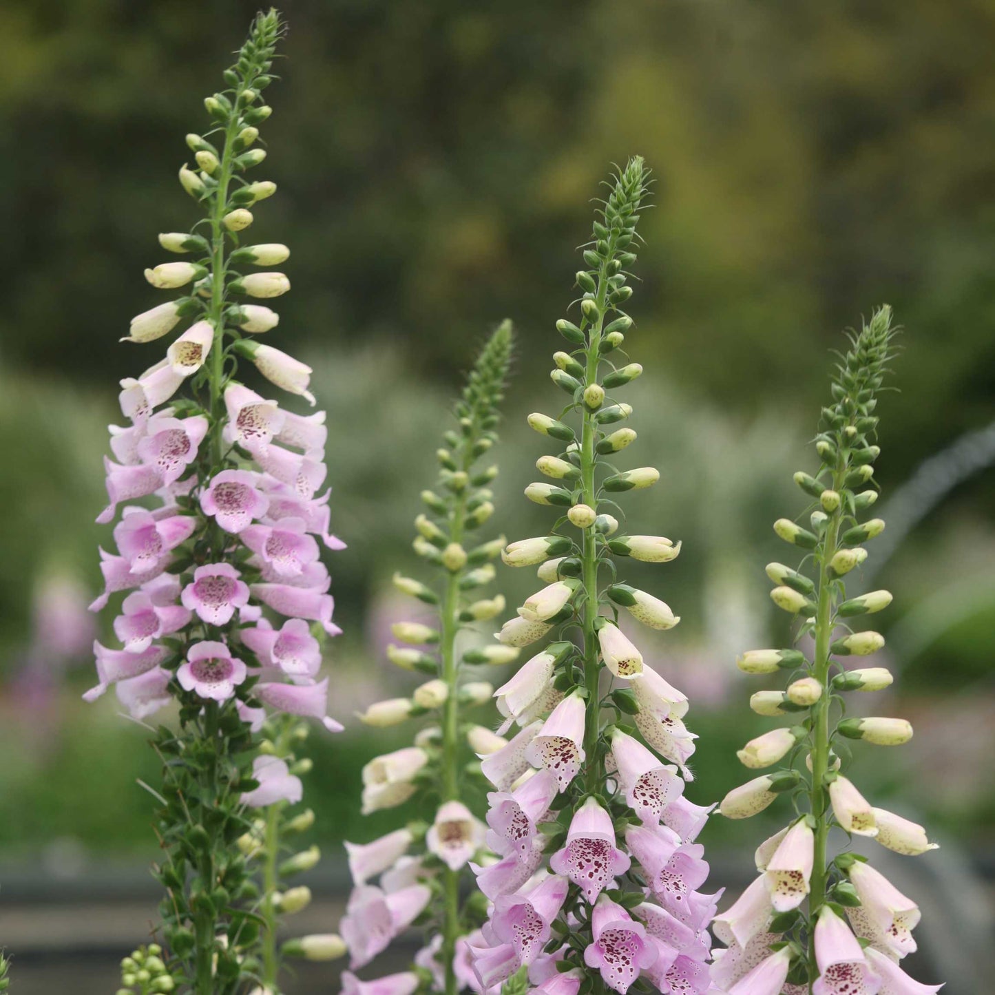 100Pcs Foxgloves Flower Seeds Pack