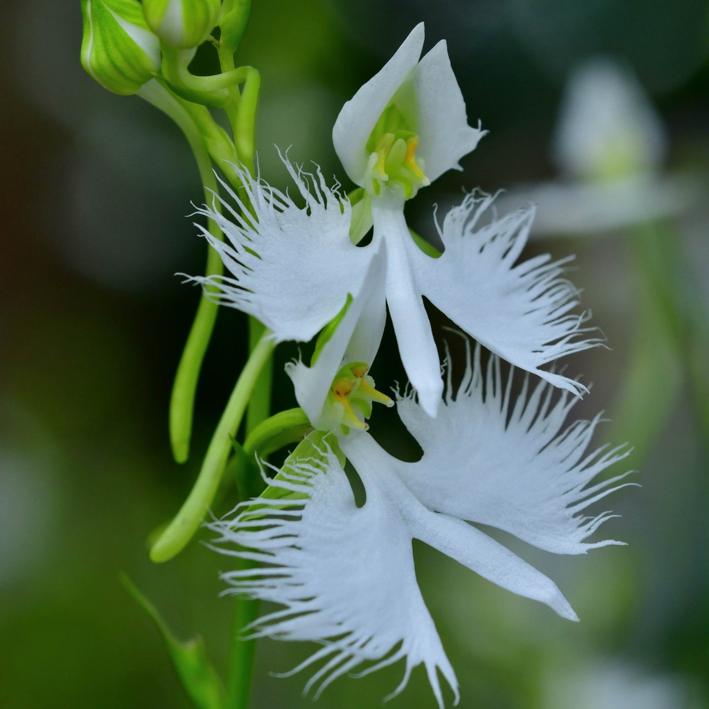 100Pcs Japanese Radiata White Egret Orchid Plant Seeds