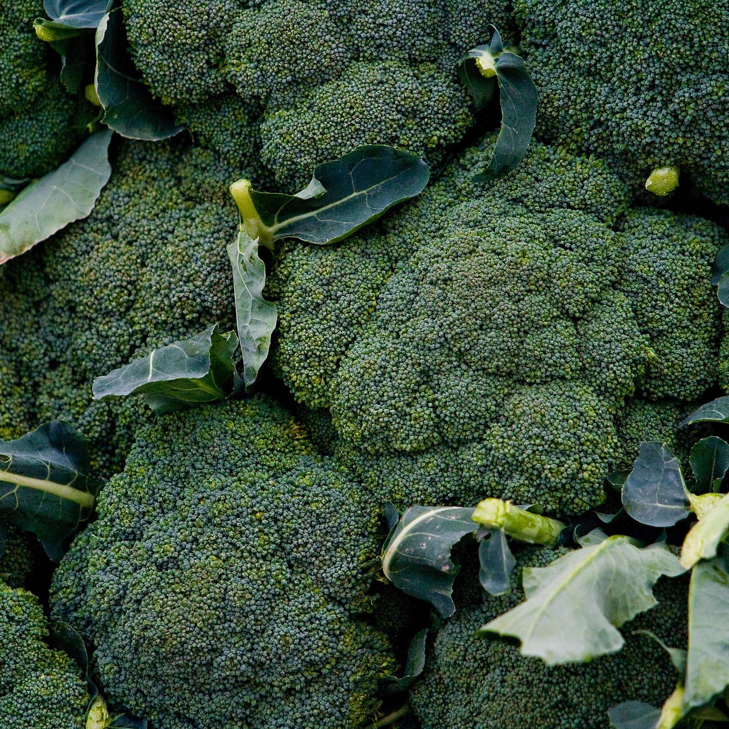 50Pcs Organic Broccoli Seeds