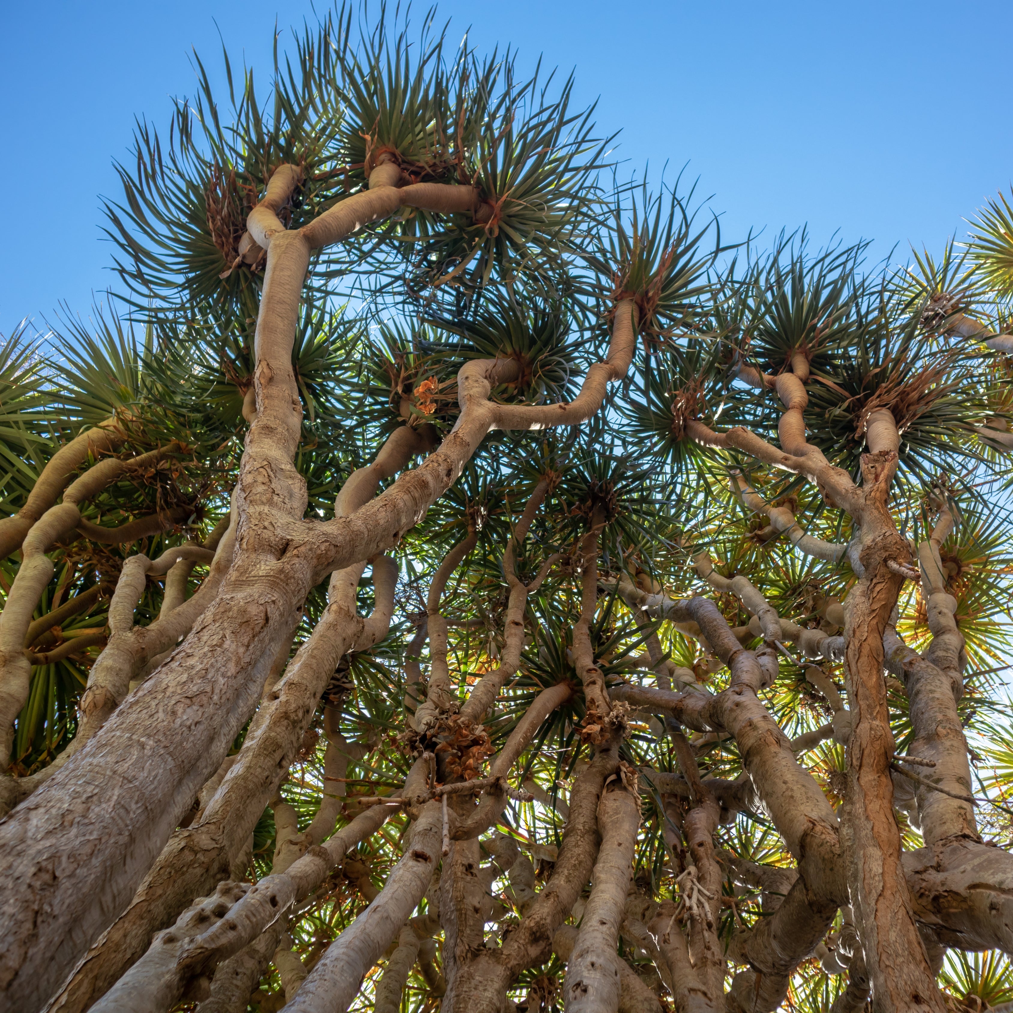 10Pcs Celestial Dragon Blood Tree Seeds (Dracaena draco)