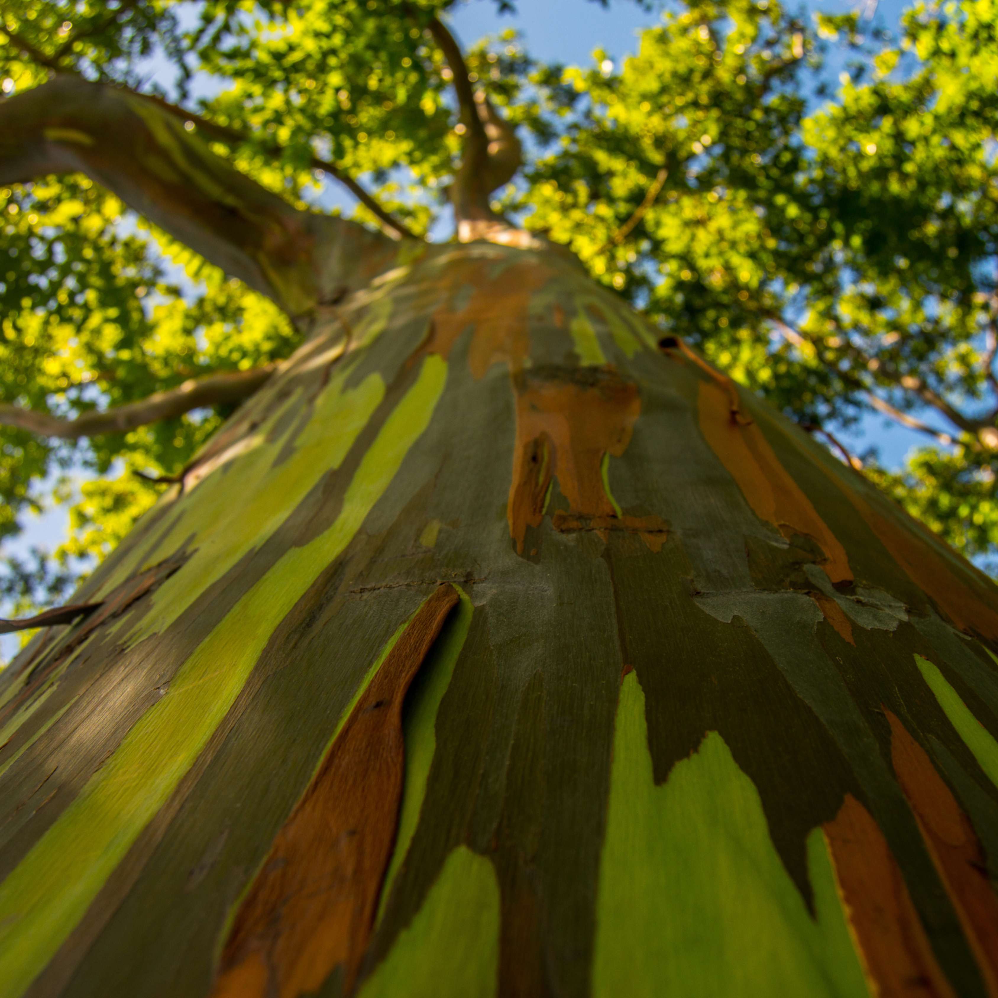 50Pcs Bifrost Rainbow Eucalyptus Deglupta Tree Seeds