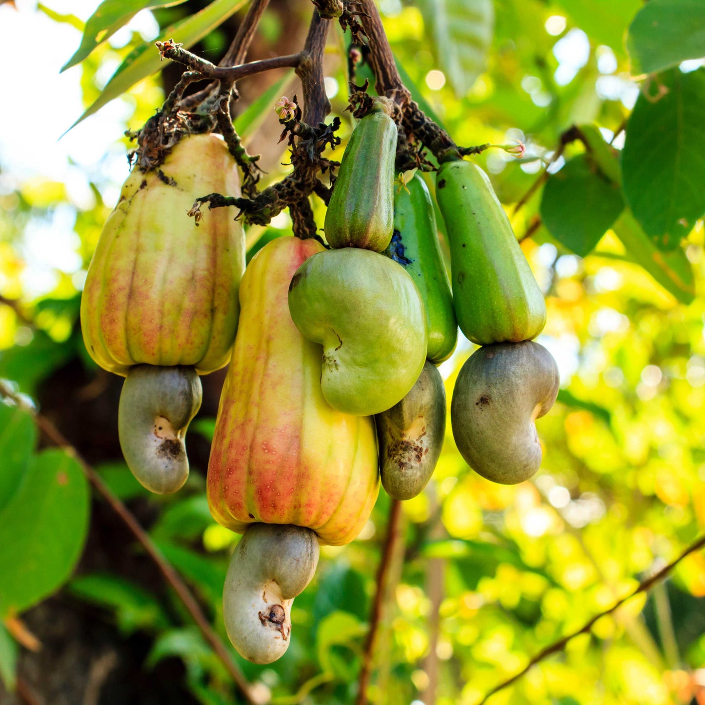 3Pcs Cashew Plant Seeds