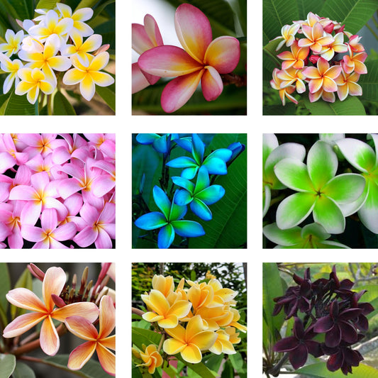 50 Plumeria Rubra Frangipani Seeds (Multi-Color)