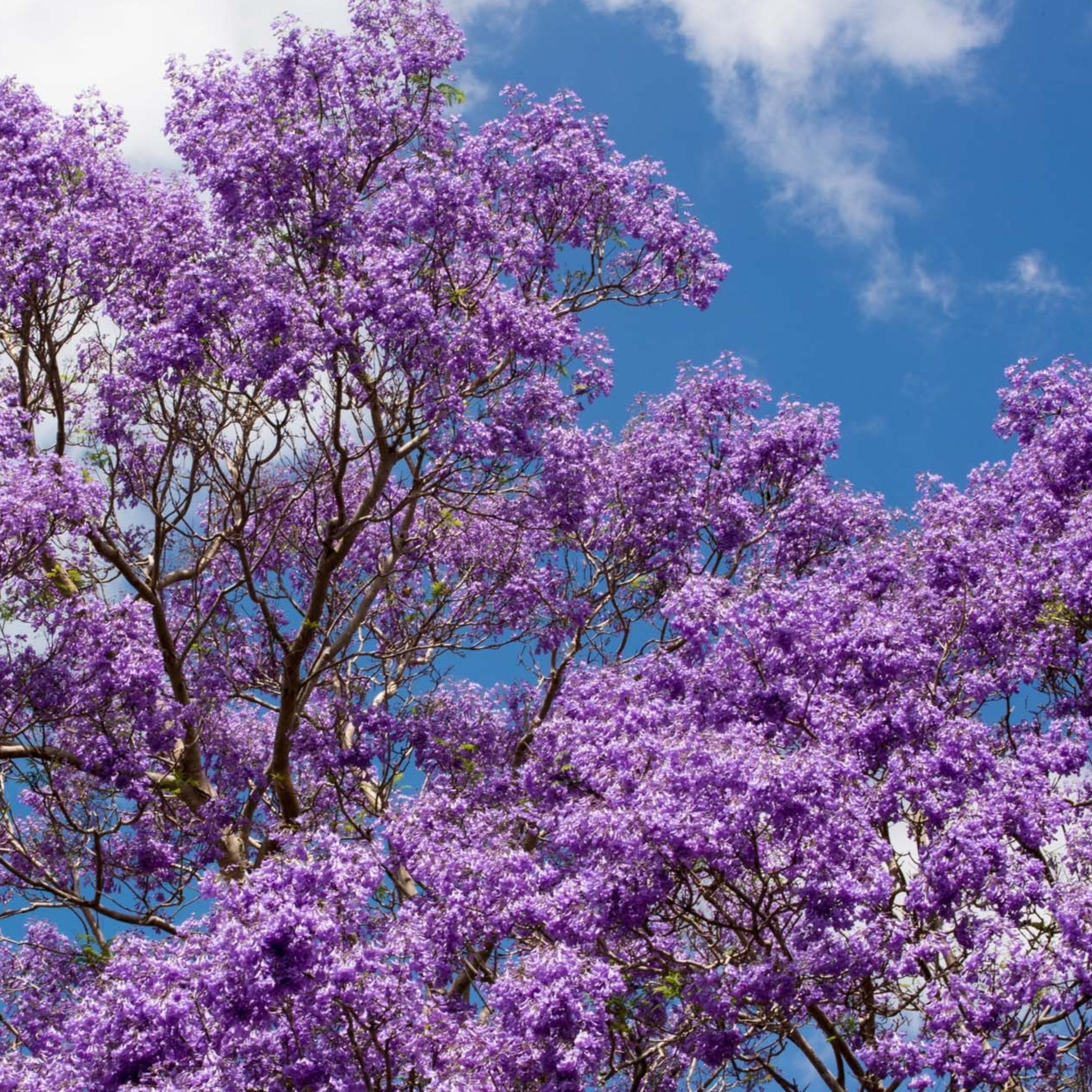 Jacaranda Blue Flower Tree, Easy to Grow