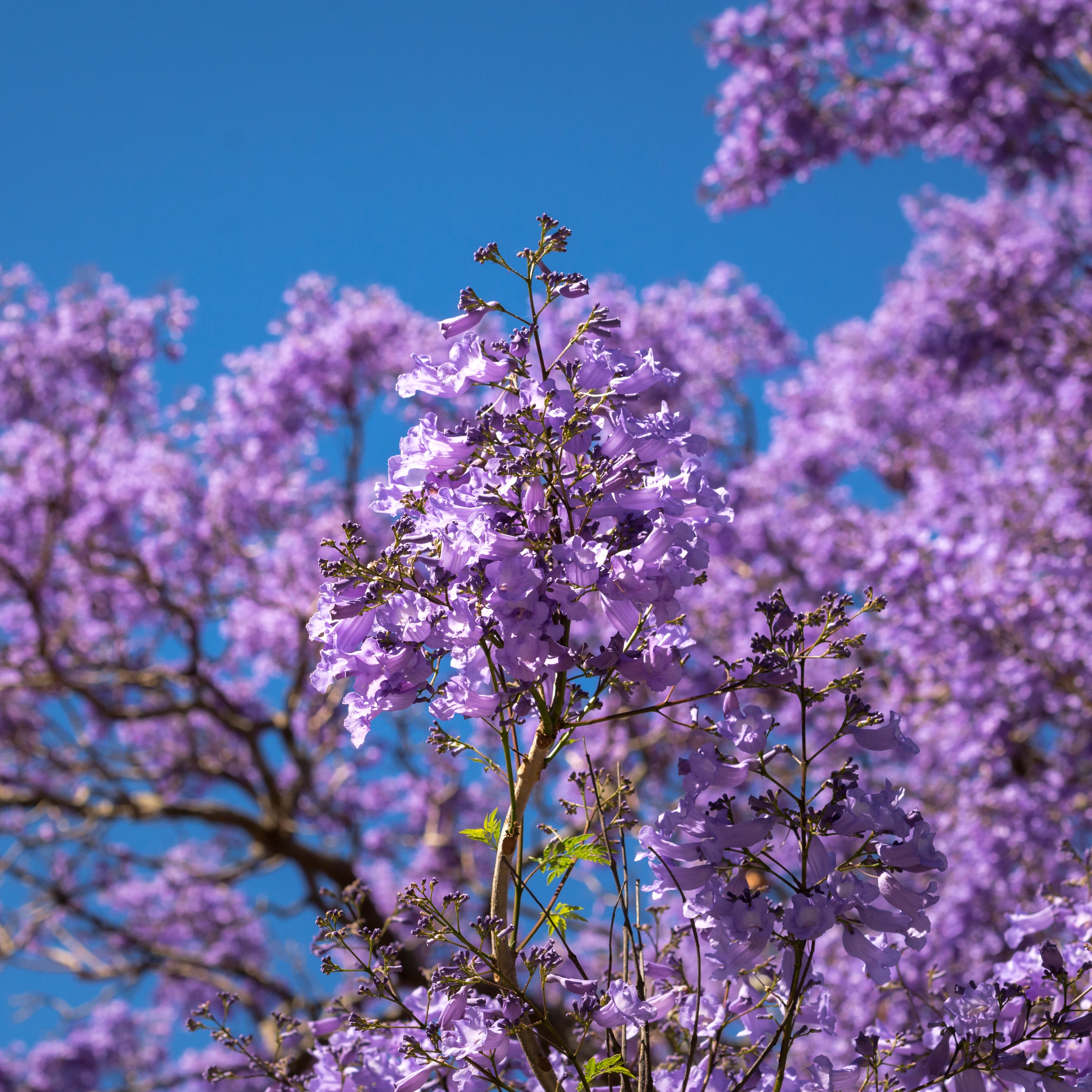 Jacaranda Blue Flower Tree, Easy to Grow