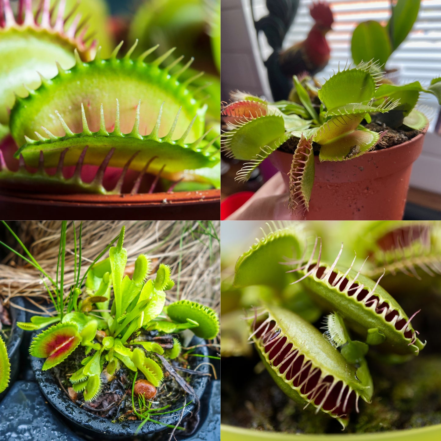 100Pcs Ferocious Venus Flytrap (Insectivorous, Carnivorous) Plant Seeds