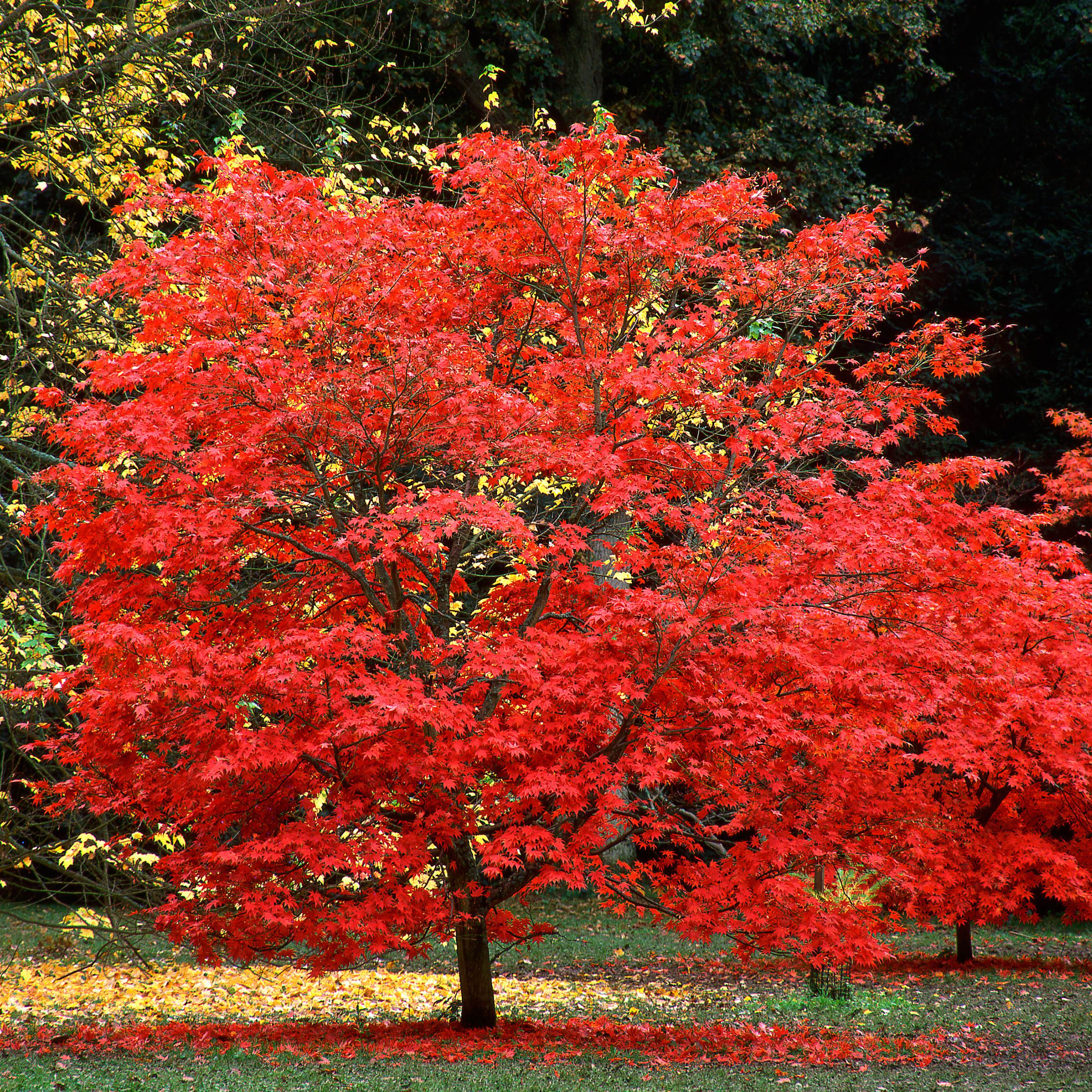 10Pcs Traditional Japanese Maple Tree Seeds