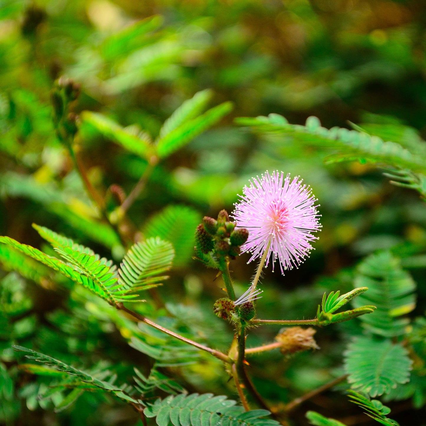 100Pcs Mimosa Pudica Linn Bashful Grass Seeds