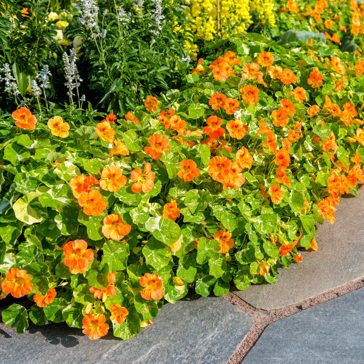 100Pcs Nasturtium Flower Seeds Pack