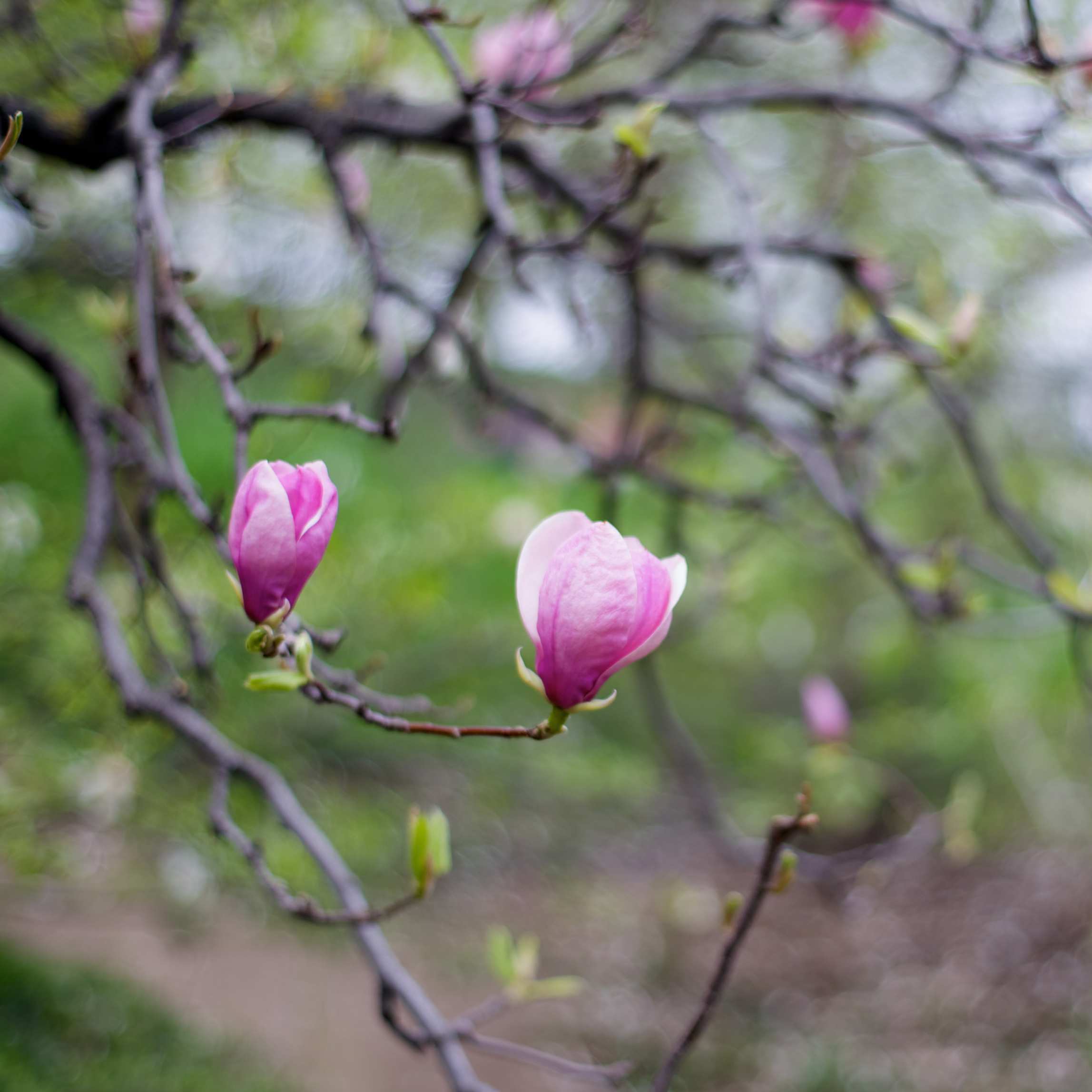 100Pcs Magnolia Flower Seeds Pack