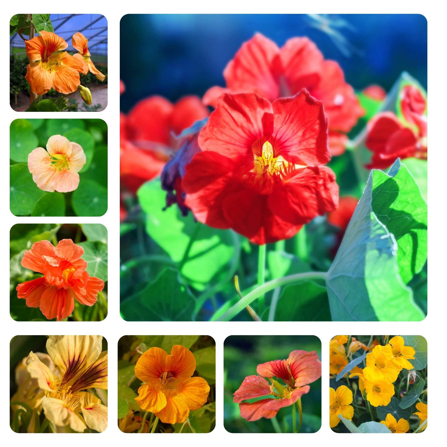 100Pcs Nasturtium Flower Seeds Pack