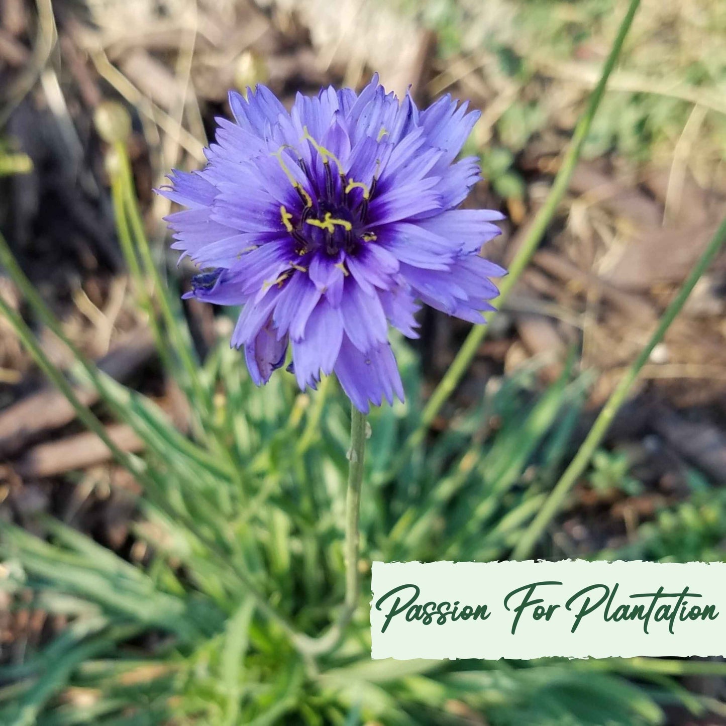 Cupids Dart Blue Flower Seeds (Catananche Caerulea)