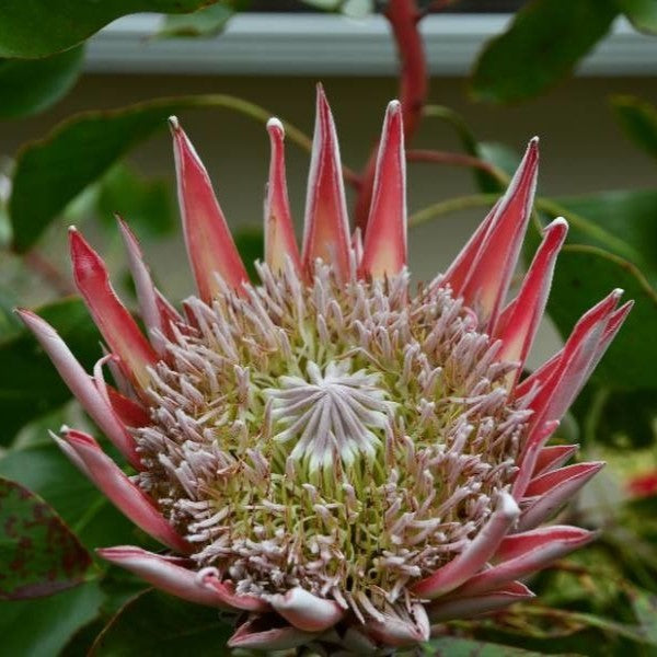 50Pcs Fresh Protea Bonsai Flower Variety Complete Seeds