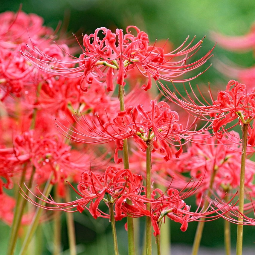 20Pcs Japanese Red Spider Lily / Higanbana Flower Seeds