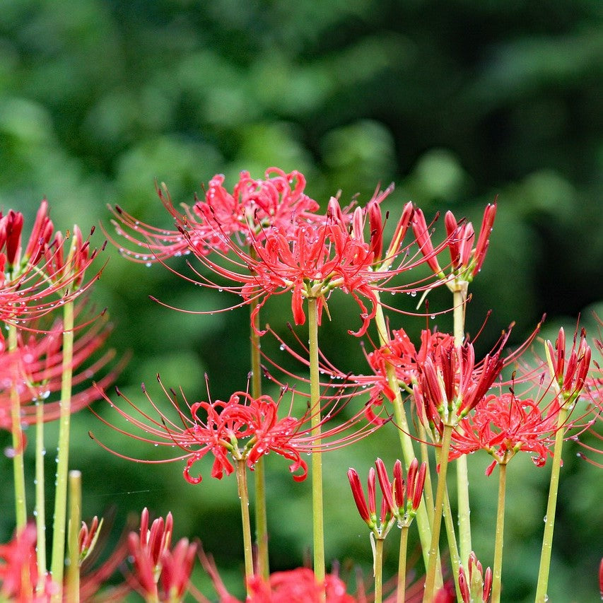 20Pcs Japanese Red Spider Lily / Higanbana Flower Seeds