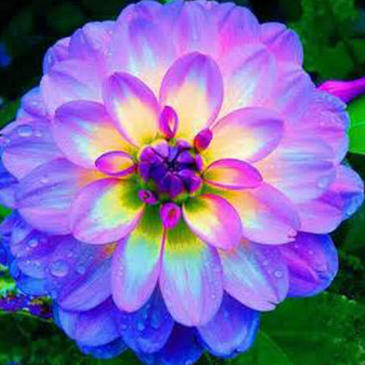 50Pcs Multi Color Dahlia Flower Seeds