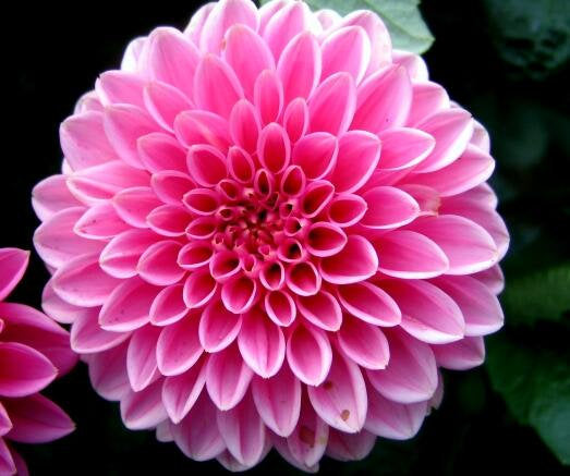 50Pcs Multi Color Dahlia Flower Seeds