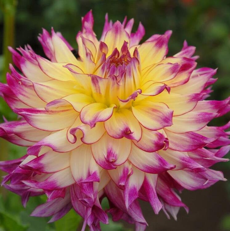 50Pcs Multi Color Dahlia Flower Seeds