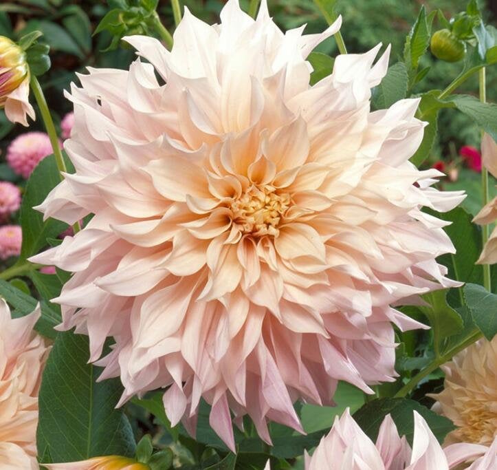 50Pcs Multi Color Dahlia Flower Seeds