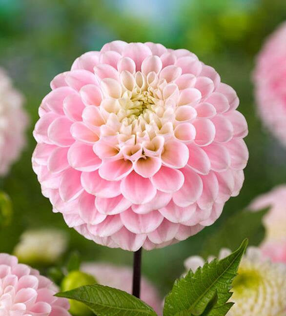 50Pcs Multi Color Dahlia Flower Seeds