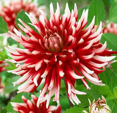 50Pcs Multi Color Dahlia Flower Seeds