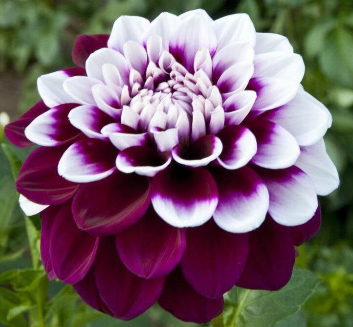 50Pcs Multi Color Dahlia Flower Seeds