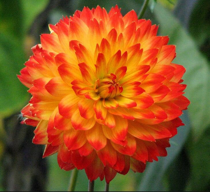 50Pcs Multi Color Dahlia Flower Seeds