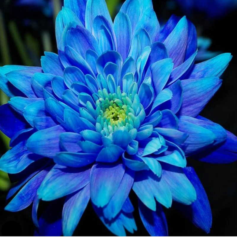 50Pcs Multi Color Dahlia Flower Seeds