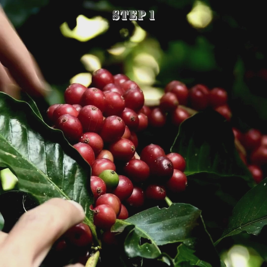 10Pcs Coffee Bean Seeds