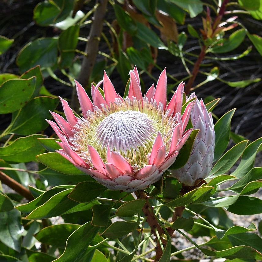 50Pcs Fresh Protea Bonsai Flower Variety Complete Seeds