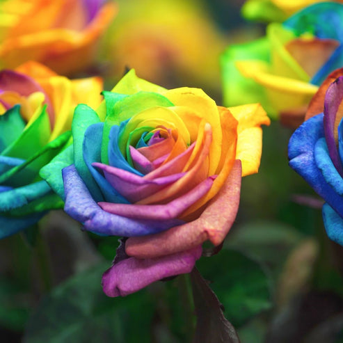 10Pcs Rare Rainbow Rose Seeds – Passion For Plantation