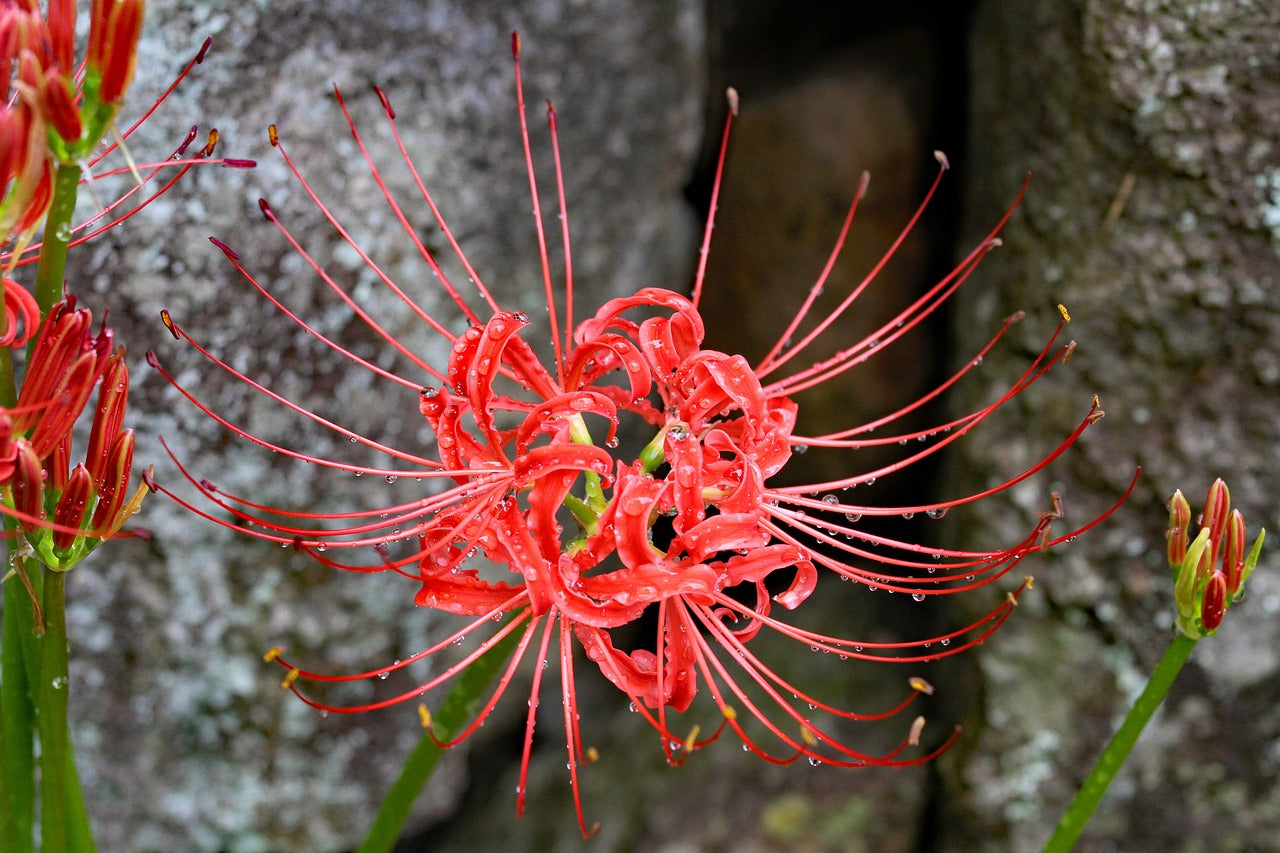 20Pcs Japanese Red Spider Lily / Higanbana Flower Seeds