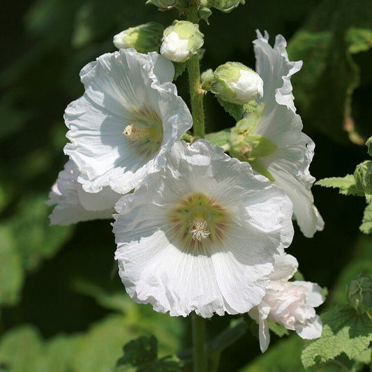 50Pcs White Colored Hollyhock Seeds