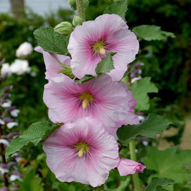 50Pcs Peach Colored Hollyhock Seeds – Passion For Plantation