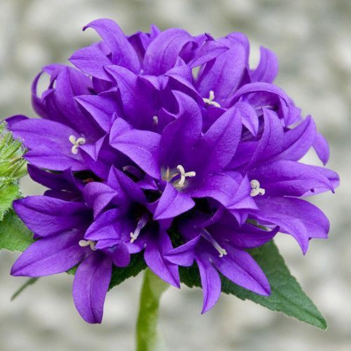 100Pcs Bellflower Superba Flower Seeds