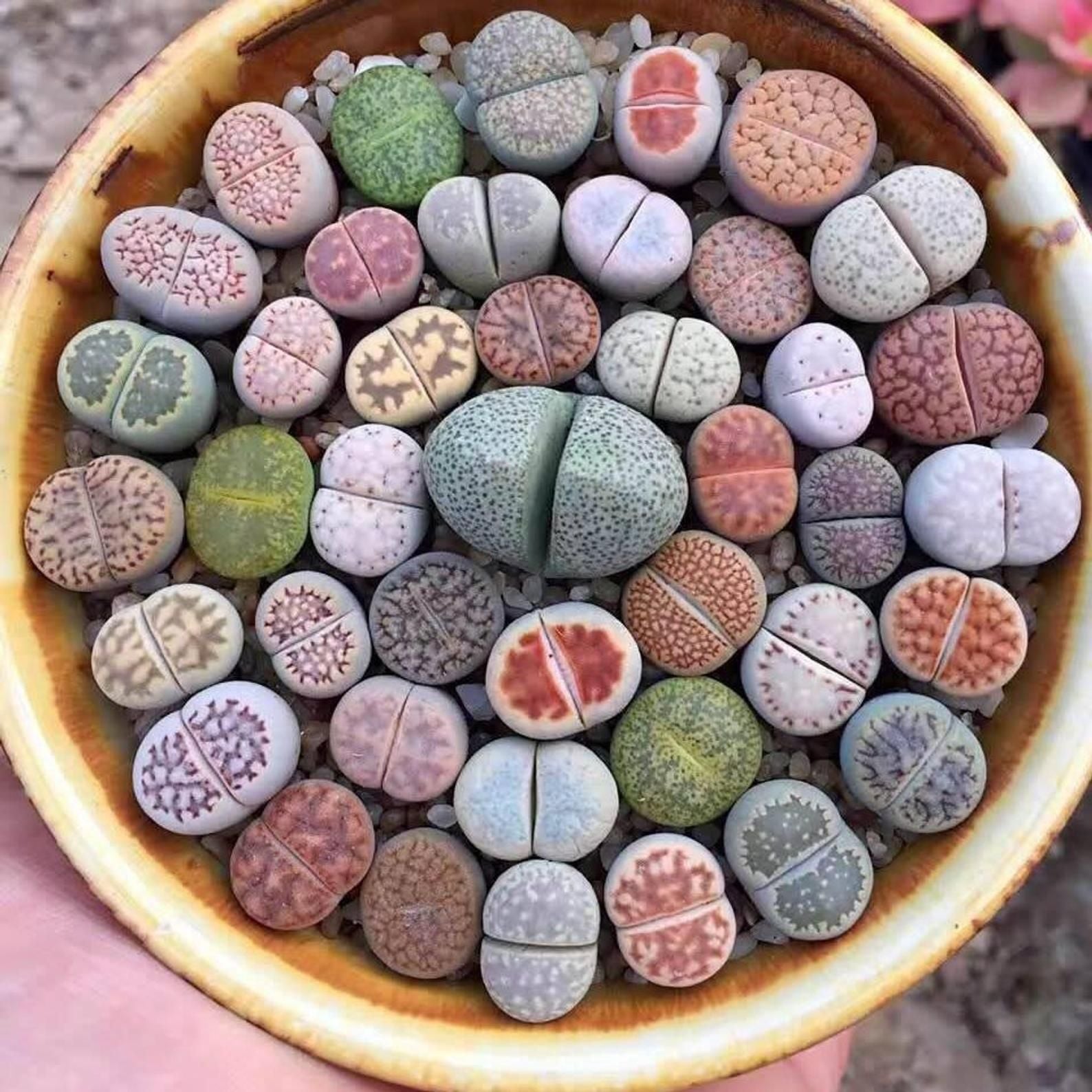 100Pcs Exotic Mini Succulent Lithop Seeds