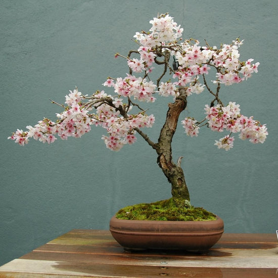 10 Seeds Japanese Sakura Plantas Oriental Cherry Blossom Bonsai Plant ...