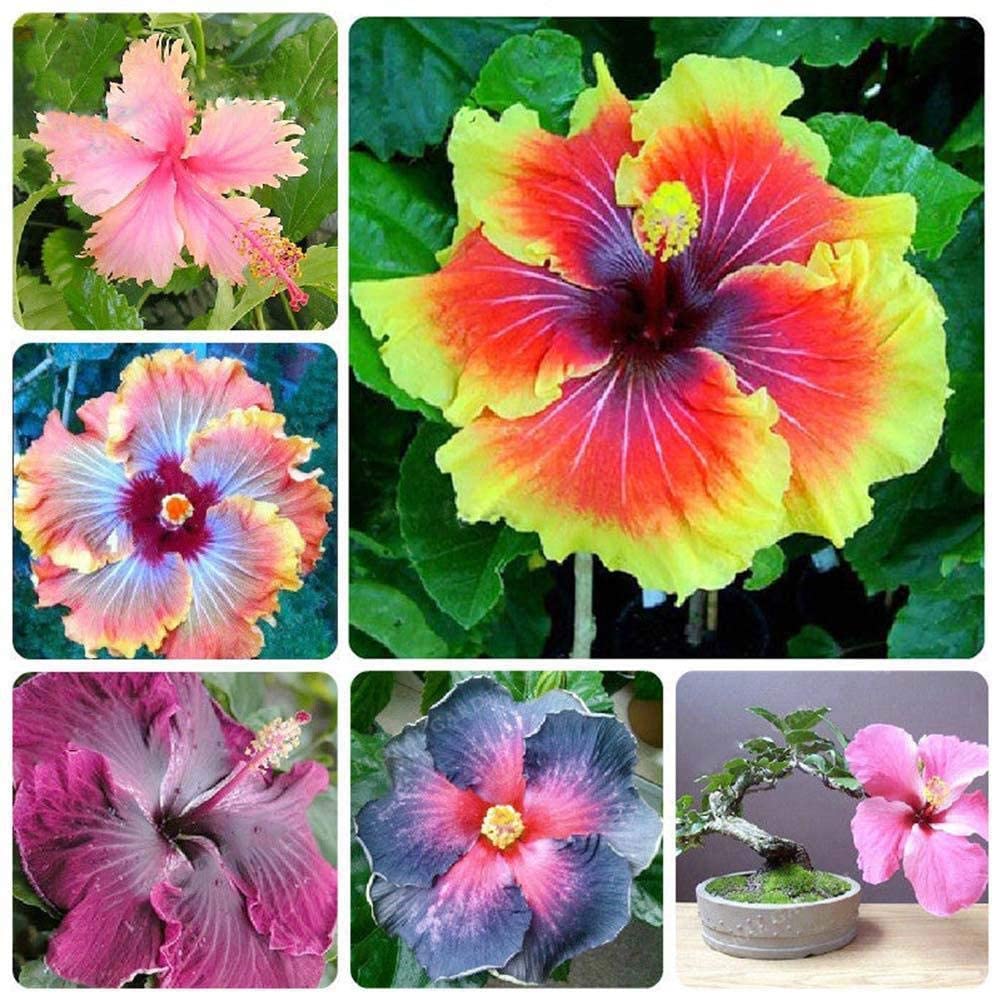 200Pcs Multi Colored Hibiscus Seeds