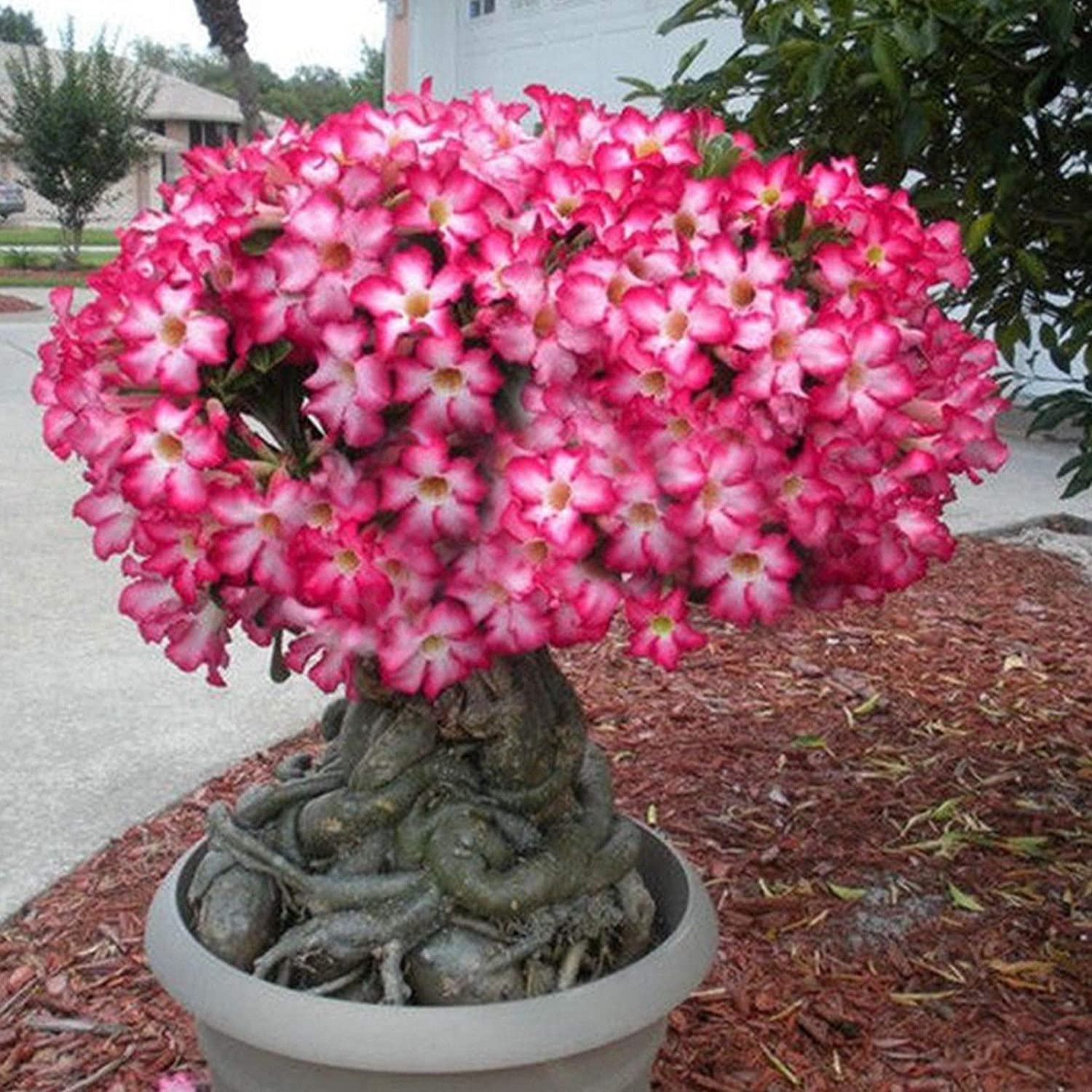 5Pcs Desert Rose Flower Seed