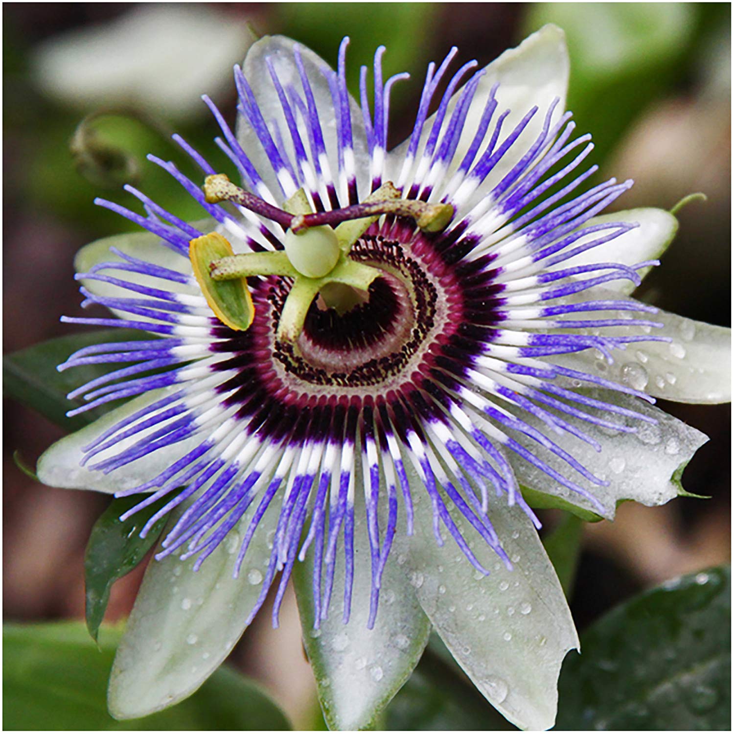 100Pcs Blue Royal Crown Passion Flower Seeds