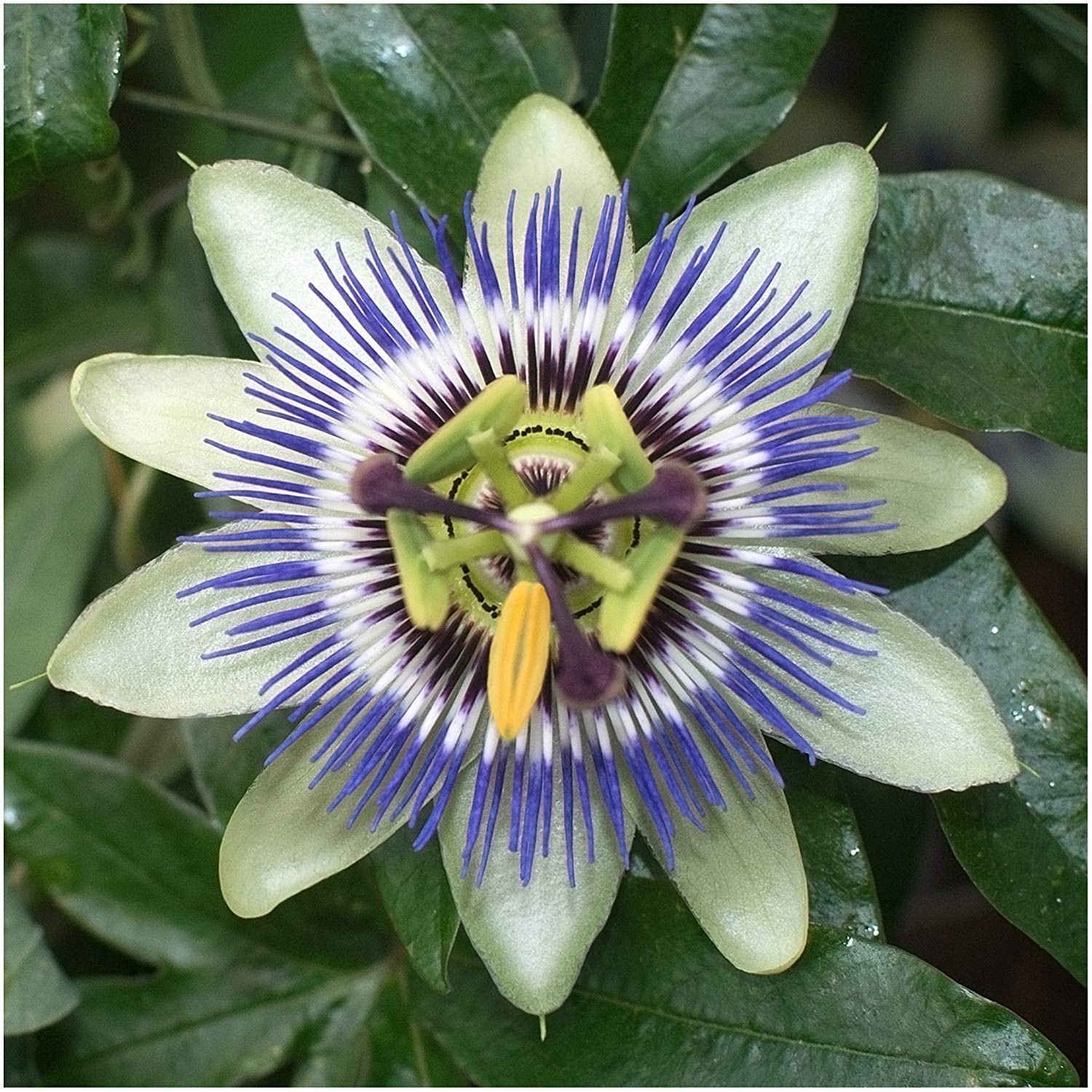 100Pcs Blue Royal Crown Passion Flower Seeds